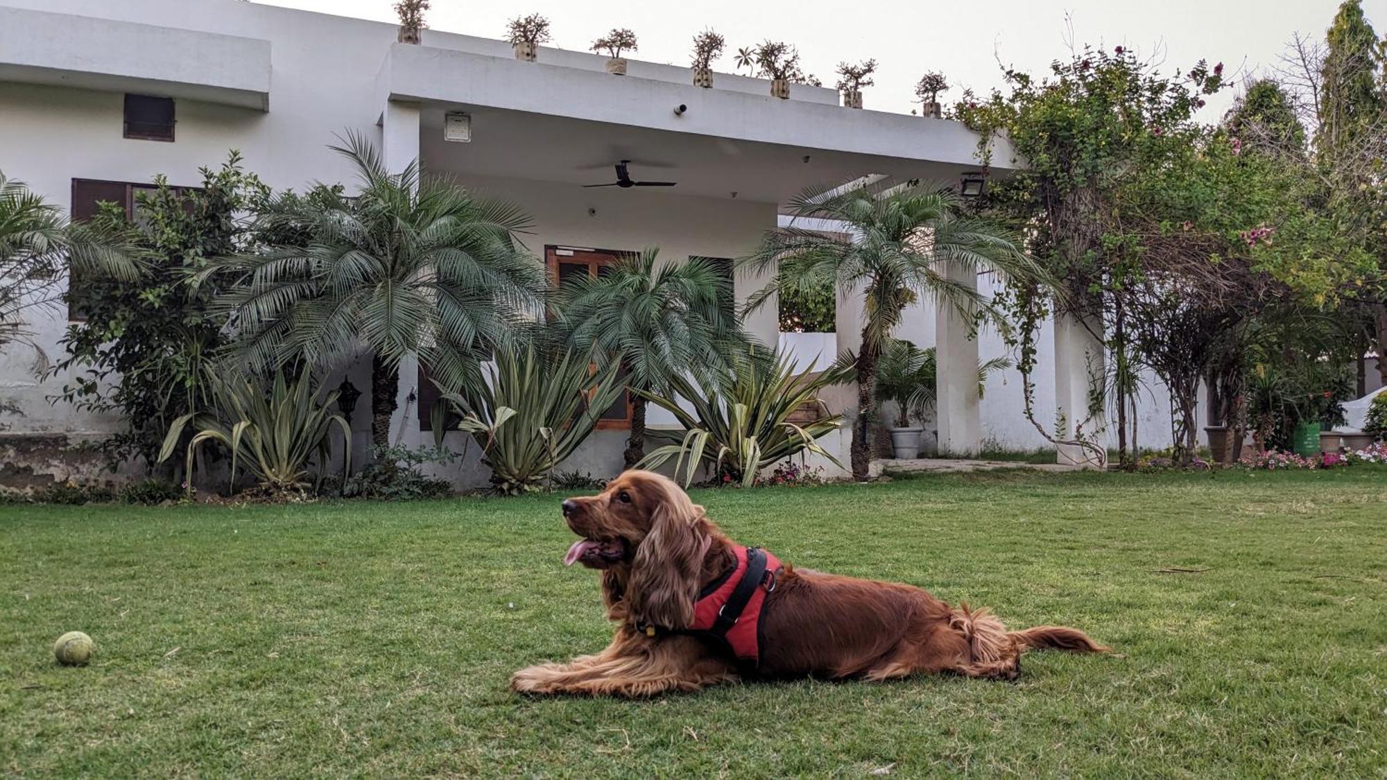 Luxury Villa With Swimming Pool Divisione di Divisione di Jaipur Esterno foto